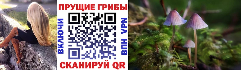 Купить где  Нурлат  Псилоцибиновые грибы Cubensis 
